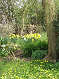 Daffodils and a log pile